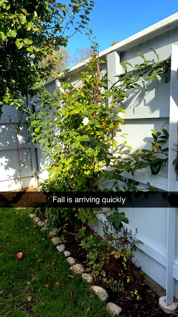 mathilda_bergs image ~ Altpins