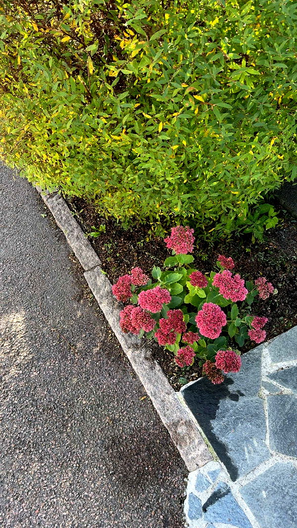 mathilda_bergs image ~ Altpins