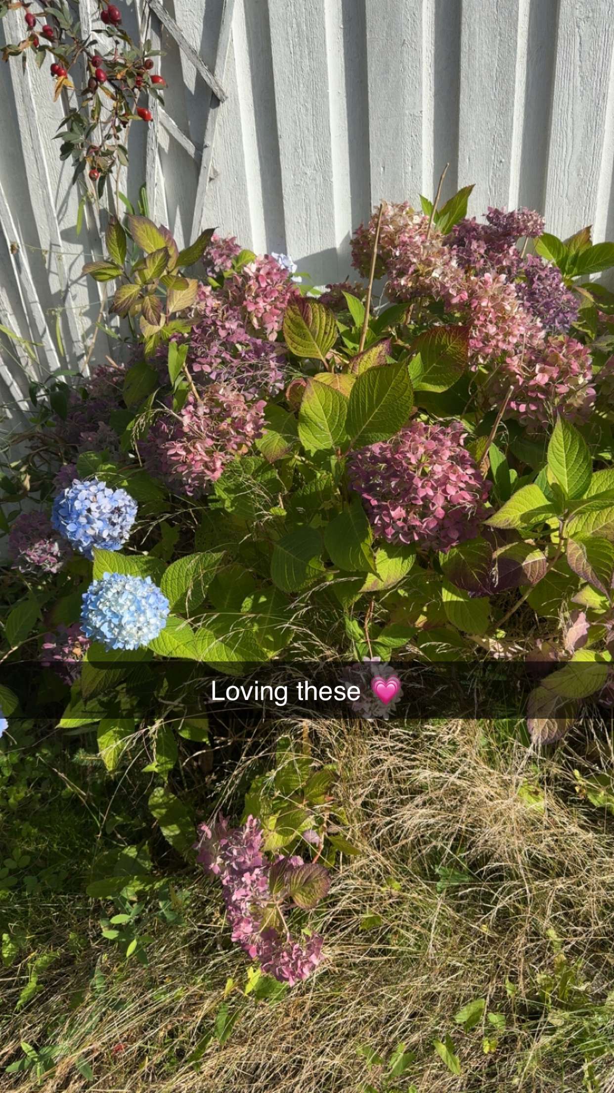 mathilda_bergs snapchat image archive image