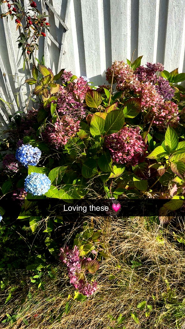 mathilda_bergs image ~ Altpins