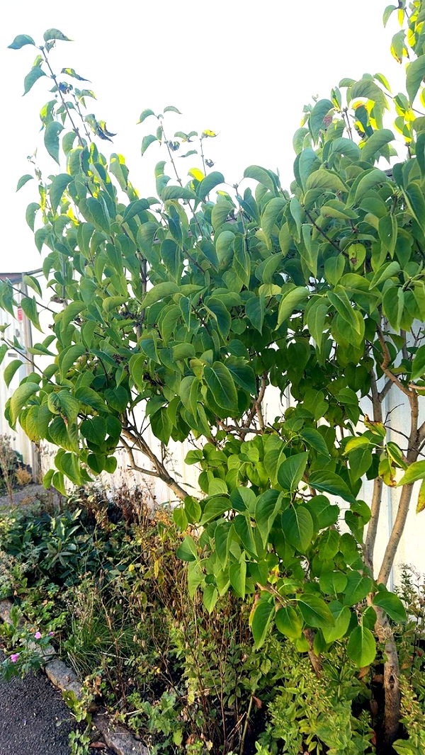 mathilda_bergs image ~ Altpins