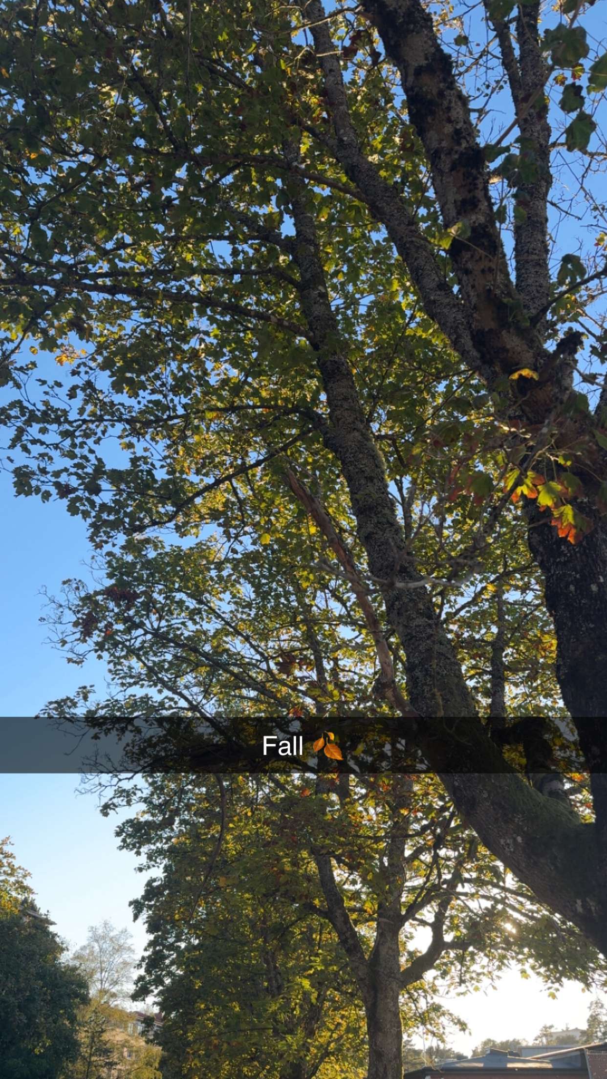 mathilda_bergs snapchat image archive image