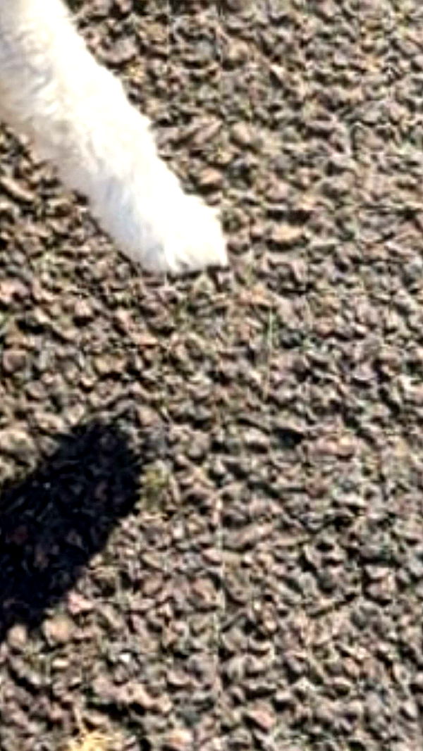 mathilda_bergs image ~ Altpins