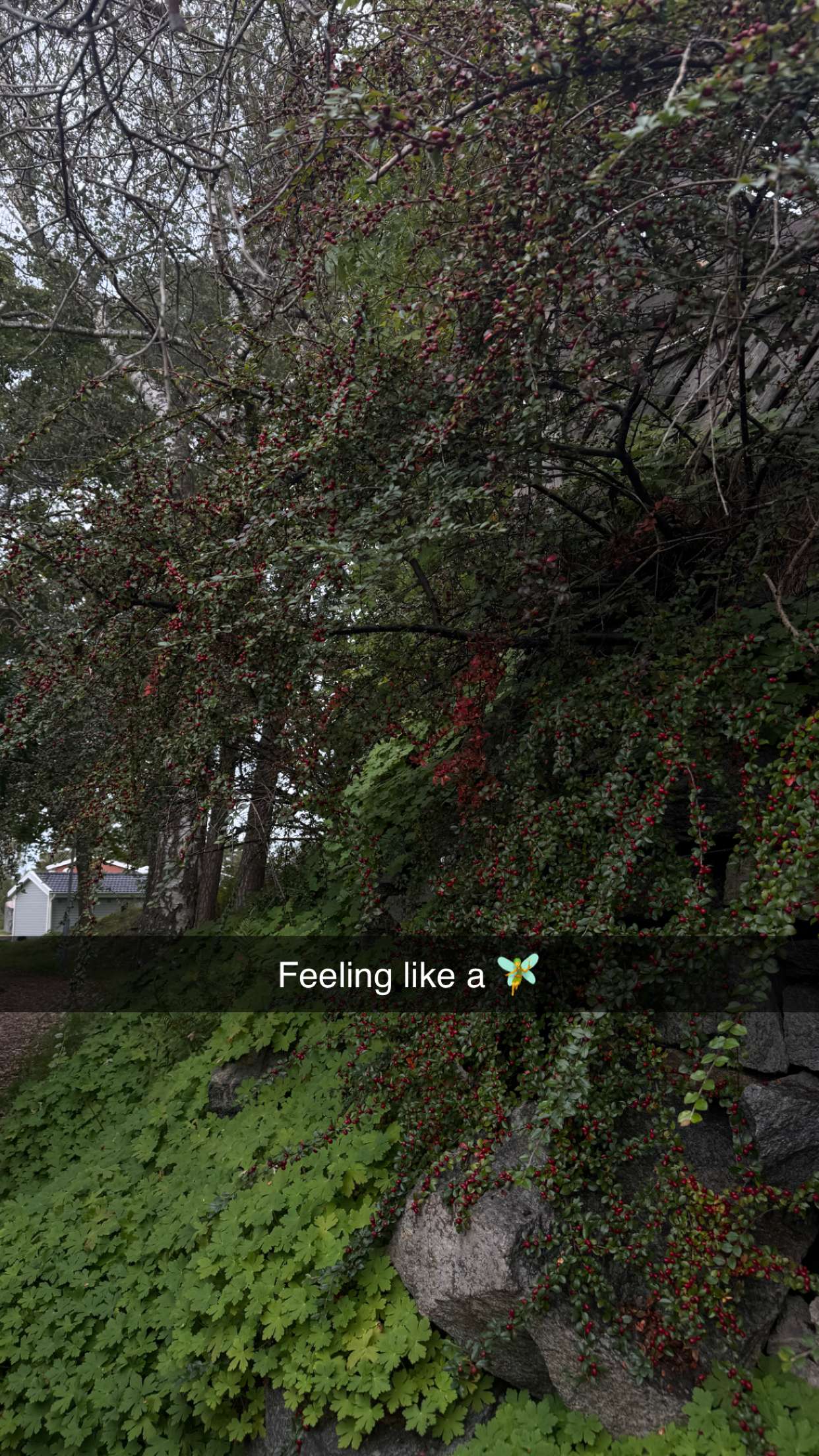 mathilda_bergs snapchat image archive image