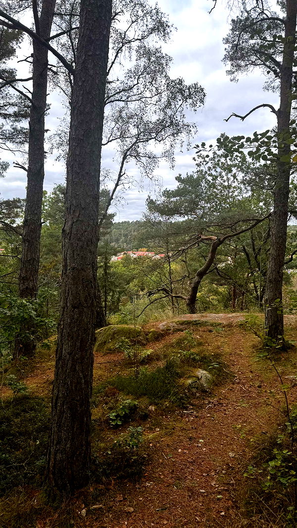 mathilda_bergs image ~ Altpins