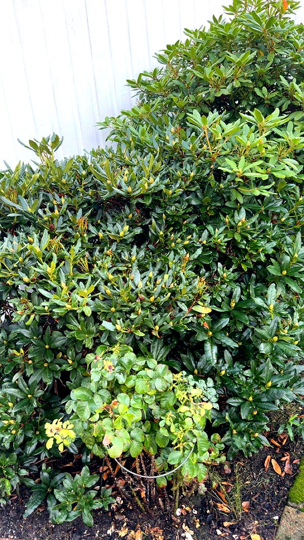 mathilda_bergs image ~ Altpins