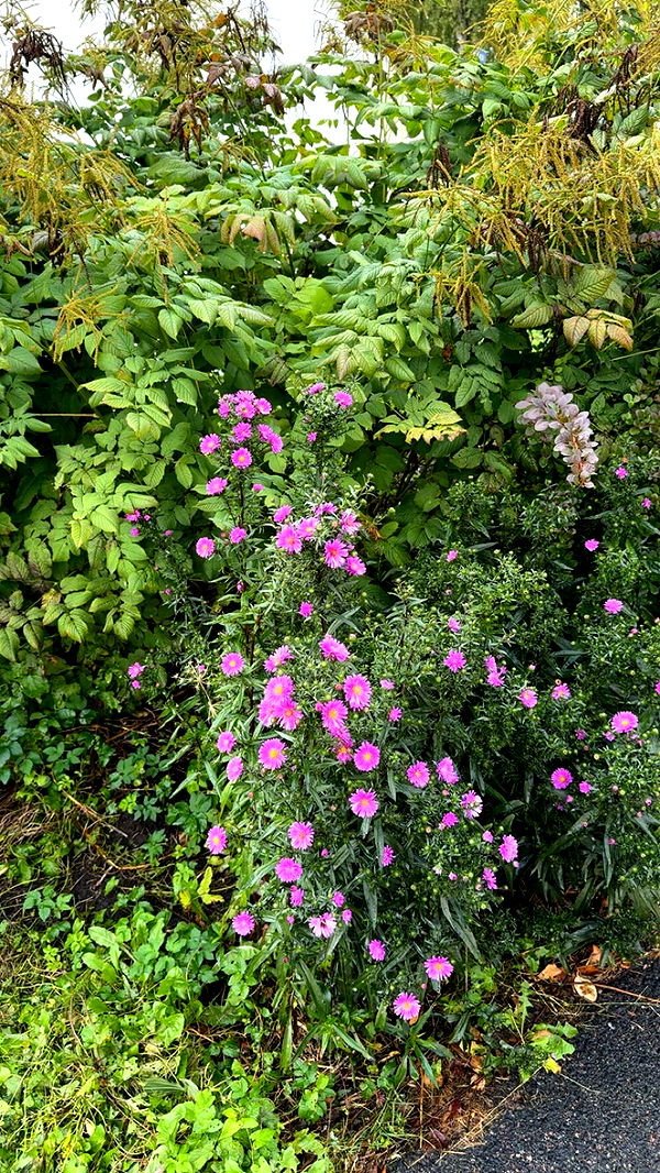 mathilda_bergs image ~ Altpins