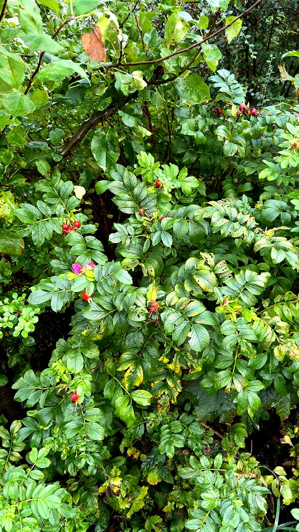 mathilda_bergs image ~ Altpins