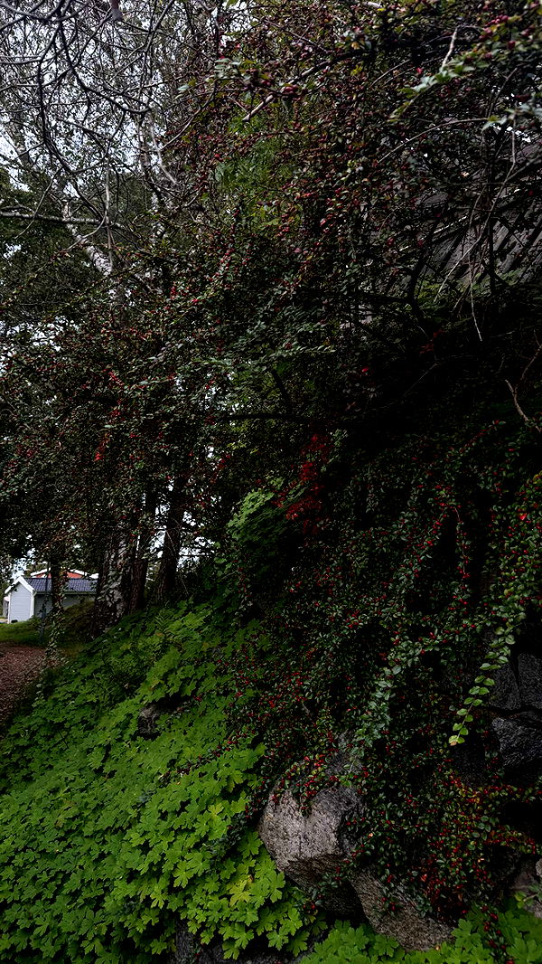 mathilda_bergs image ~ Altpins