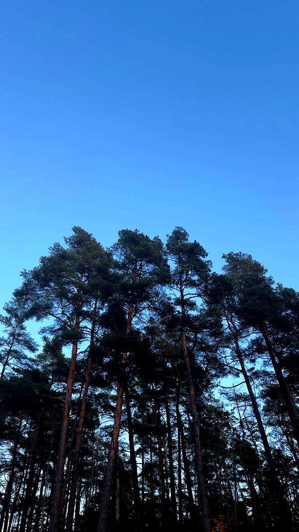 mathilda_bergs image ~ Altpins