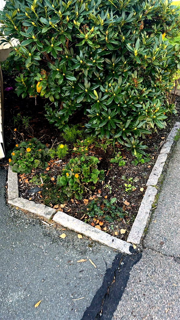 mathilda_bergs image ~ Altpins