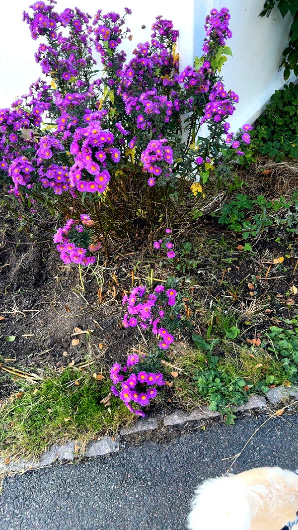 mathilda_bergs image ~ Altpins