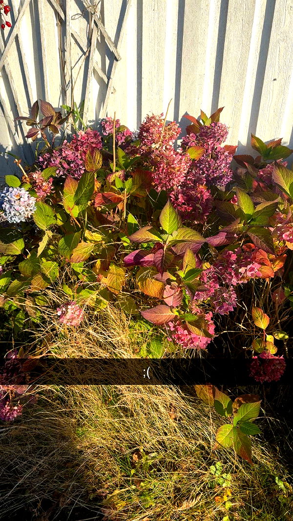 mathilda_bergs image ~ Altpins