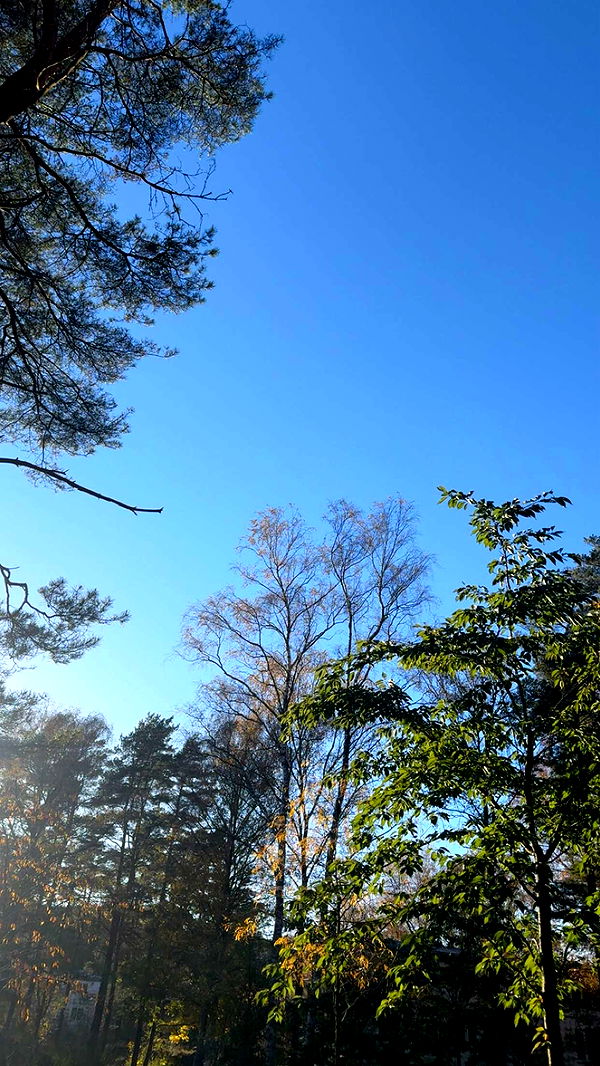 mathilda_bergs image ~ Altpins