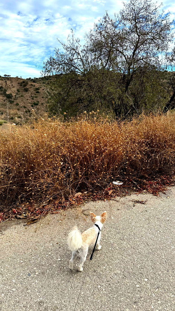 mathilda_bergs image ~ Altpins