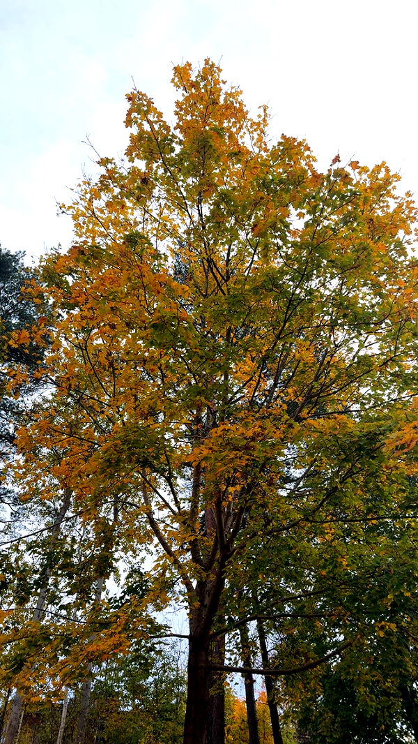 mathilda_bergs image ~ Altpins