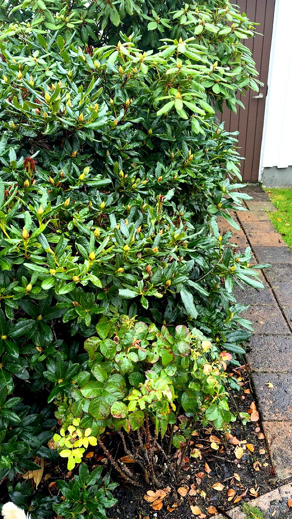 mathilda_bergs image ~ Altpins