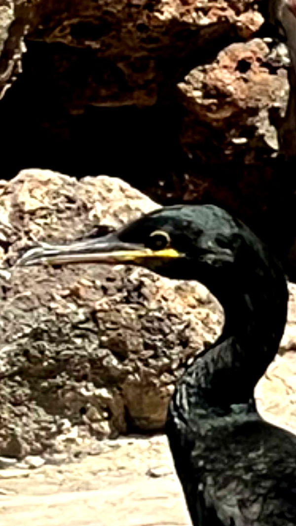 mathilda_bergs image ~ Altpins