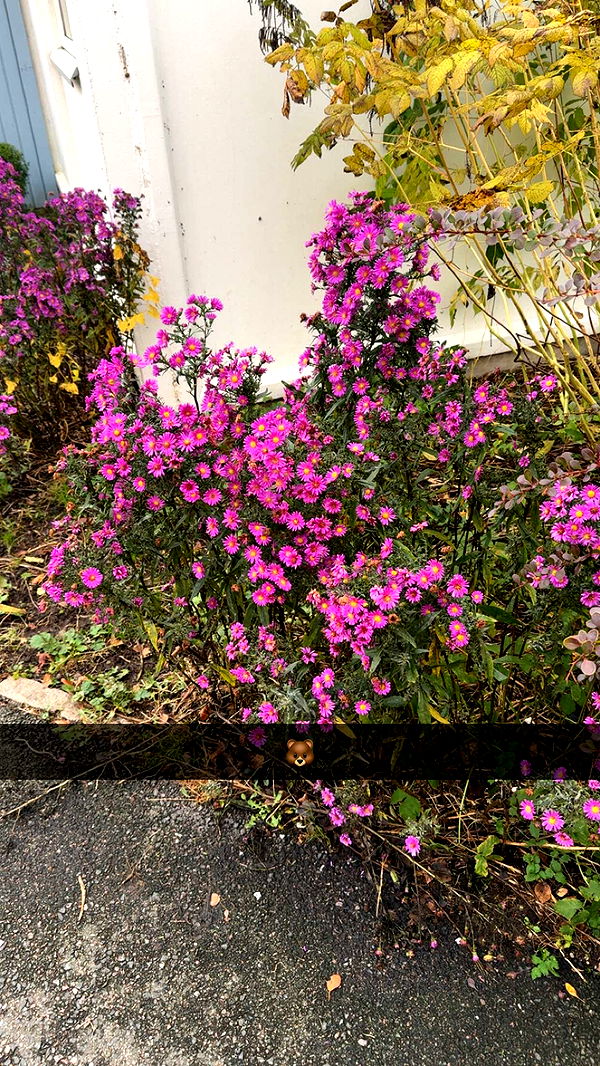 mathilda_bergs image ~ Altpins