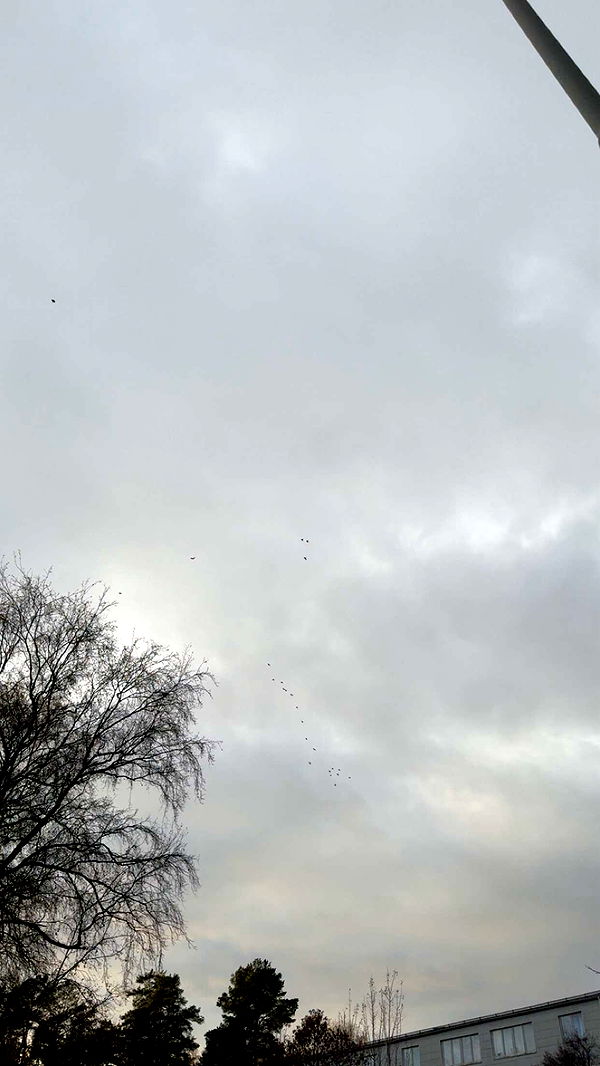 mathilda_bergs image ~ Altpins