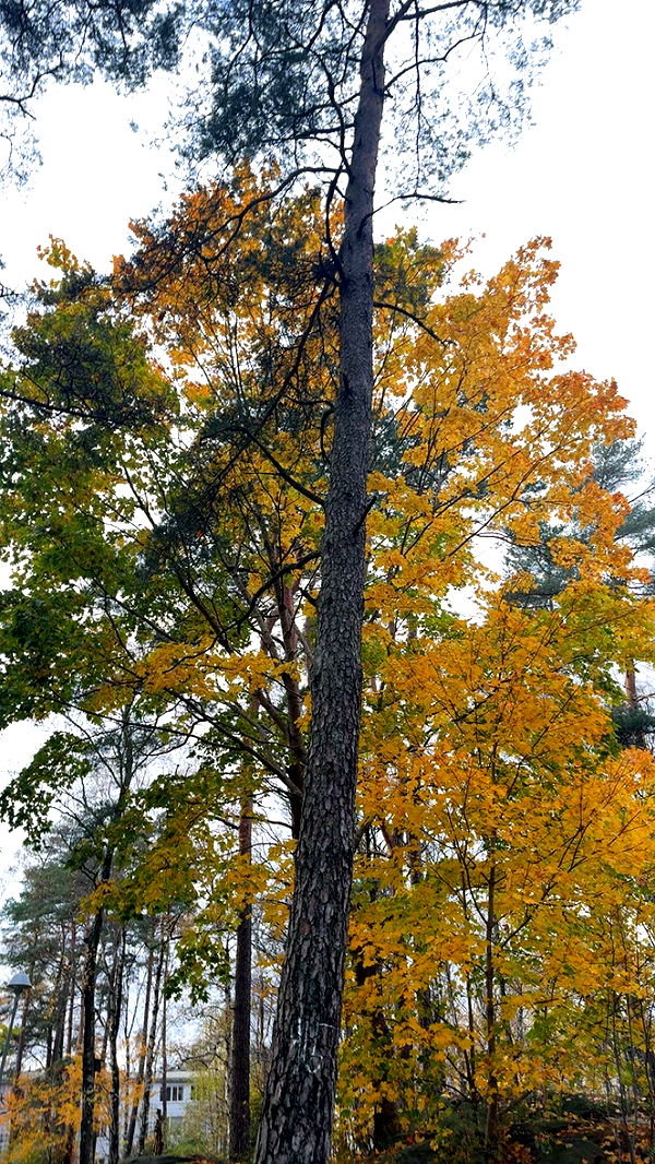 mathilda_bergs image ~ Altpins