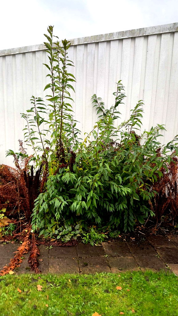 mathilda_bergs image ~ Altpins