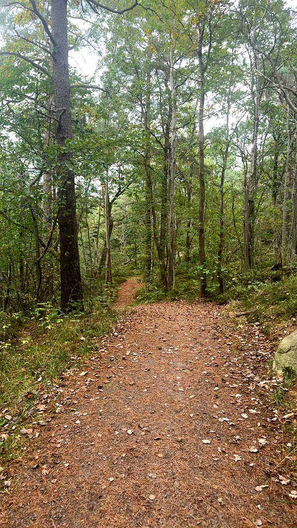 mathilda_bergs image ~ Altpins