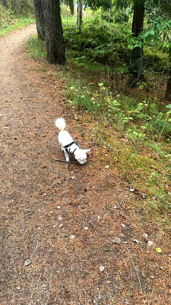 mathilda_bergs image ~ Altpins