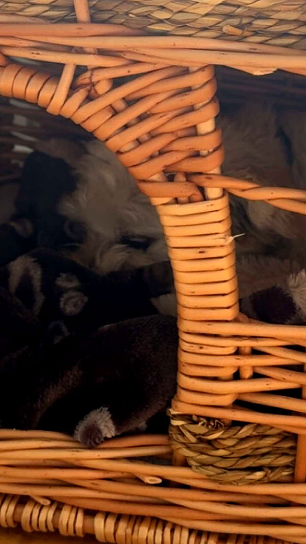 mathilda_bergs image ~ Altpins