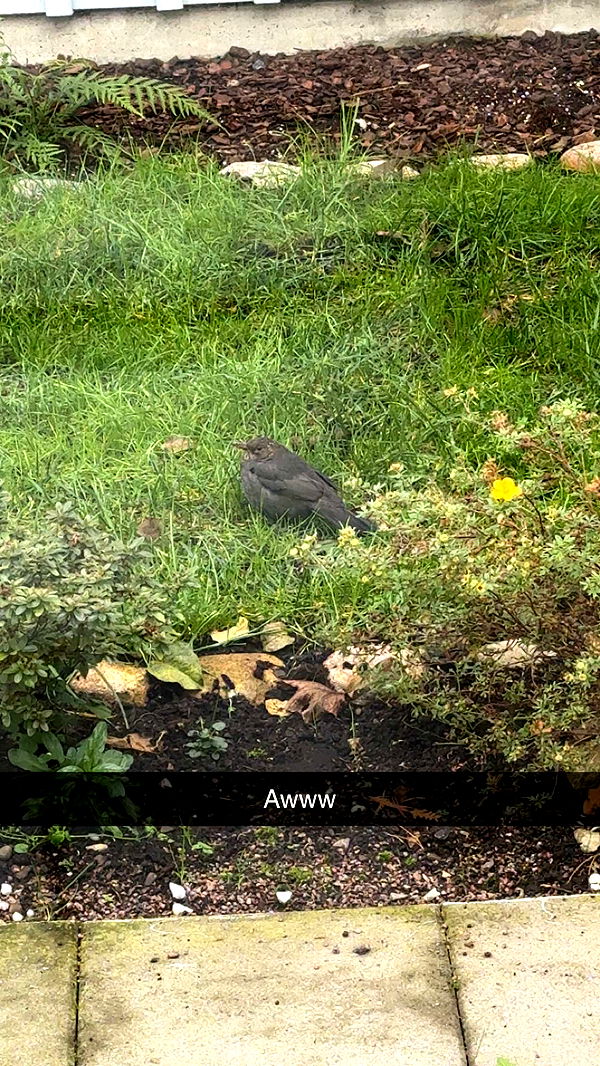 mathilda_bergs image ~ Altpins