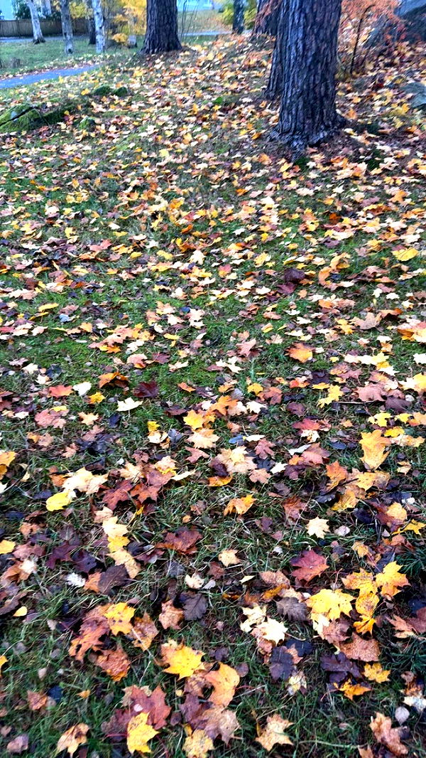 mathilda_bergs image ~ Altpins