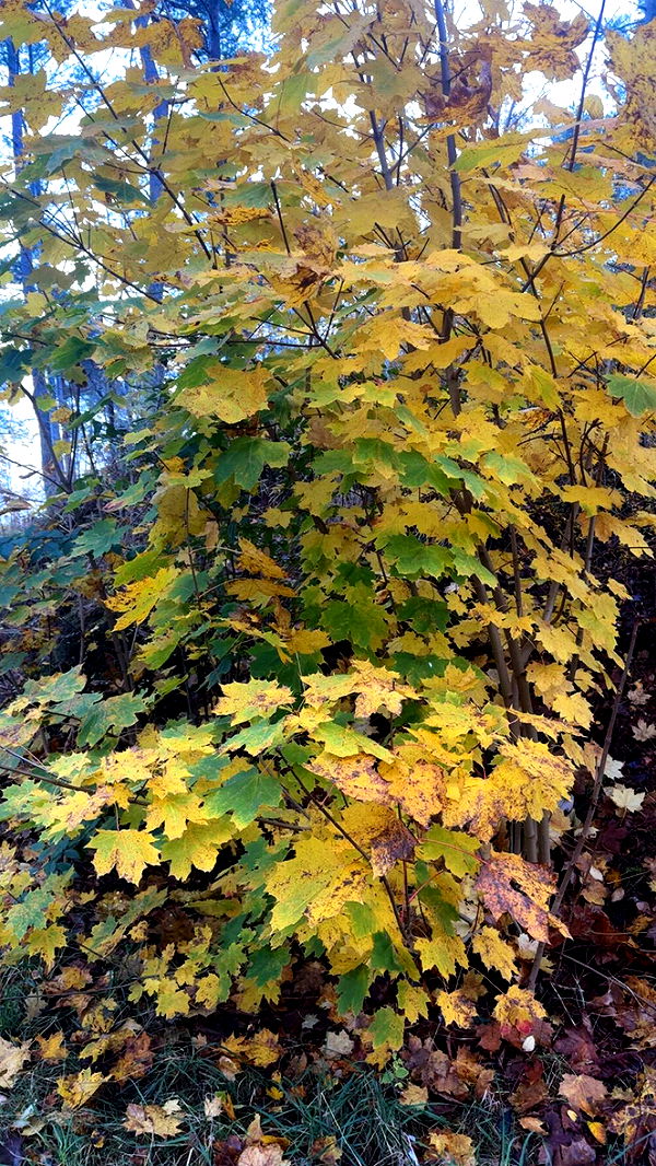 mathilda_bergs image ~ Altpins