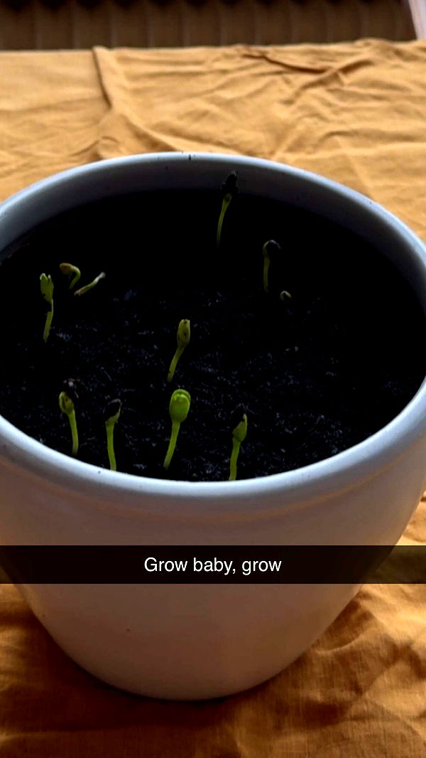 mathilda_bergs image ~ Altpins