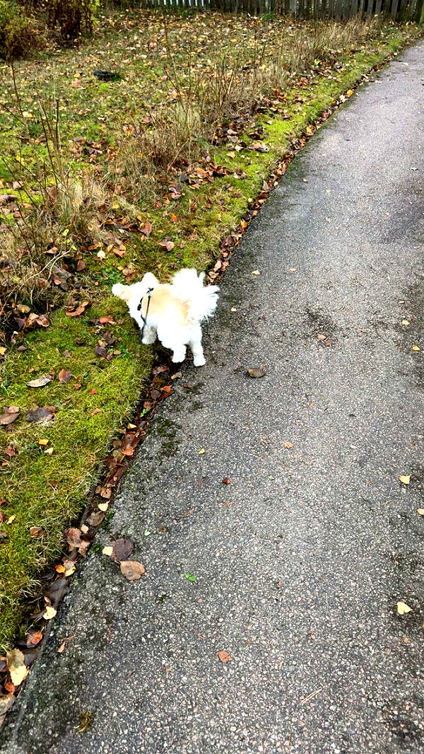 mathilda_bergs image ~ Altpins