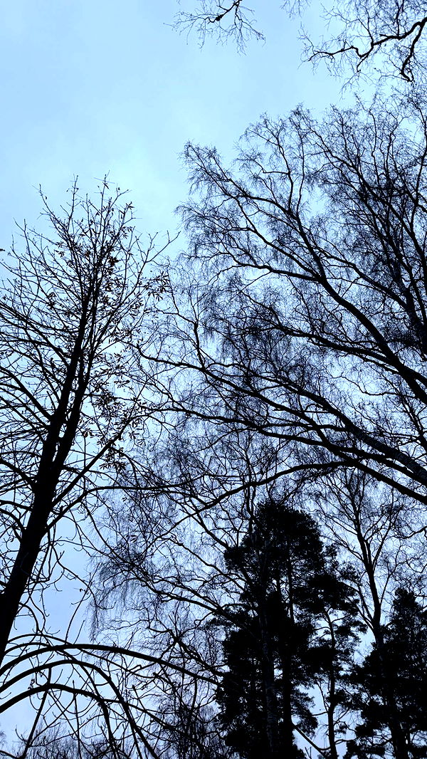 mathilda_bergs image ~ Altpins