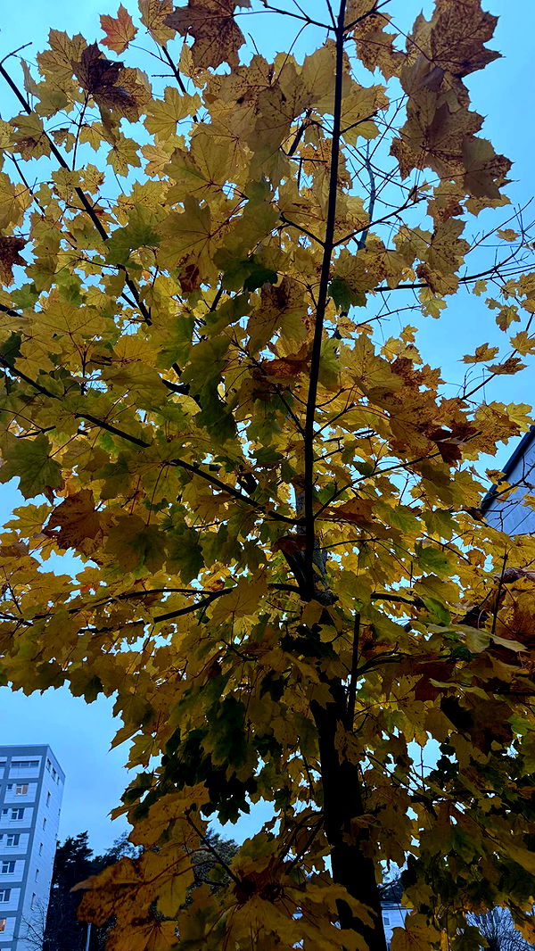 mathilda_bergs image ~ Altpins