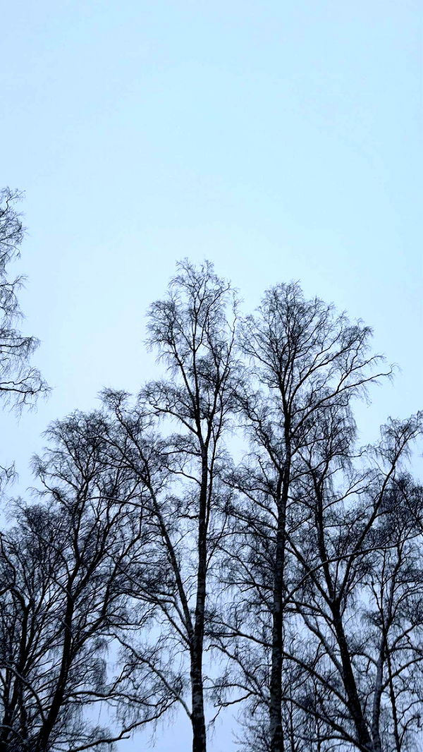 mathilda_bergs image ~ Altpins