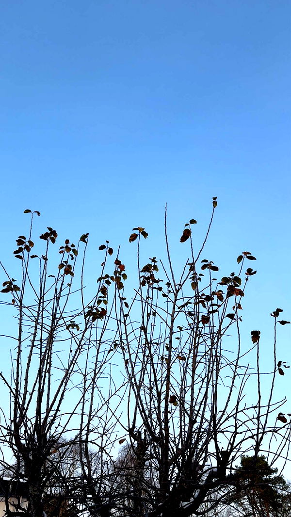 mathilda_bergs image ~ Altpins