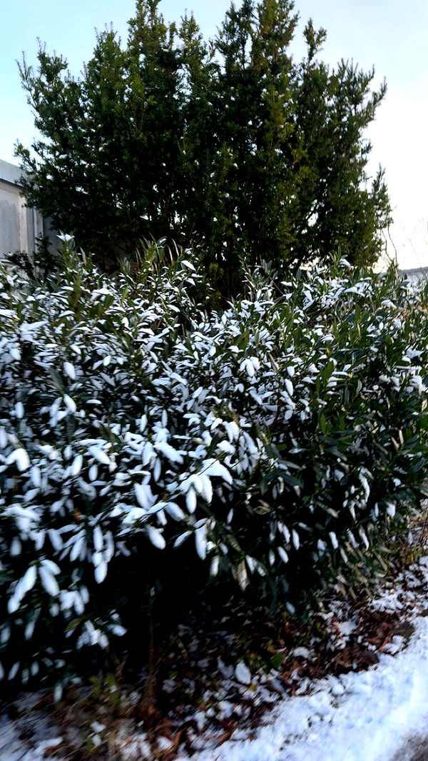 mathilda_bergs image ~ Altpins