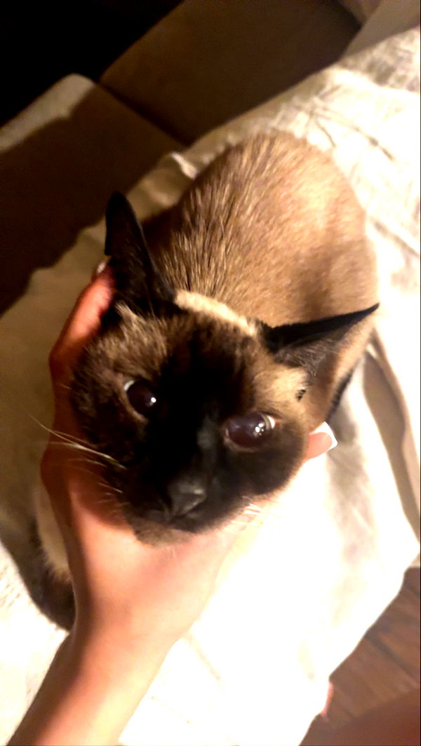 mbeeco image ~ Altpins