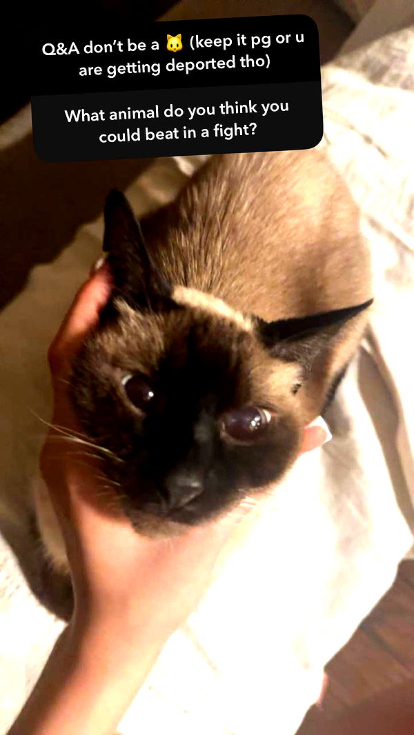 mbeeco image ~ Altpins