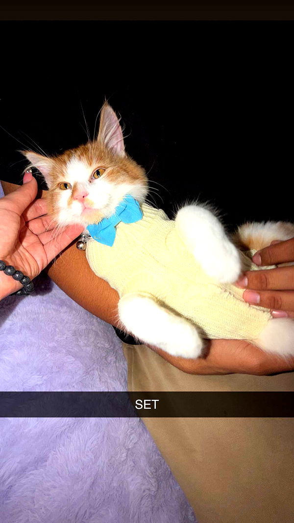 mbeeco image ~ Altpins