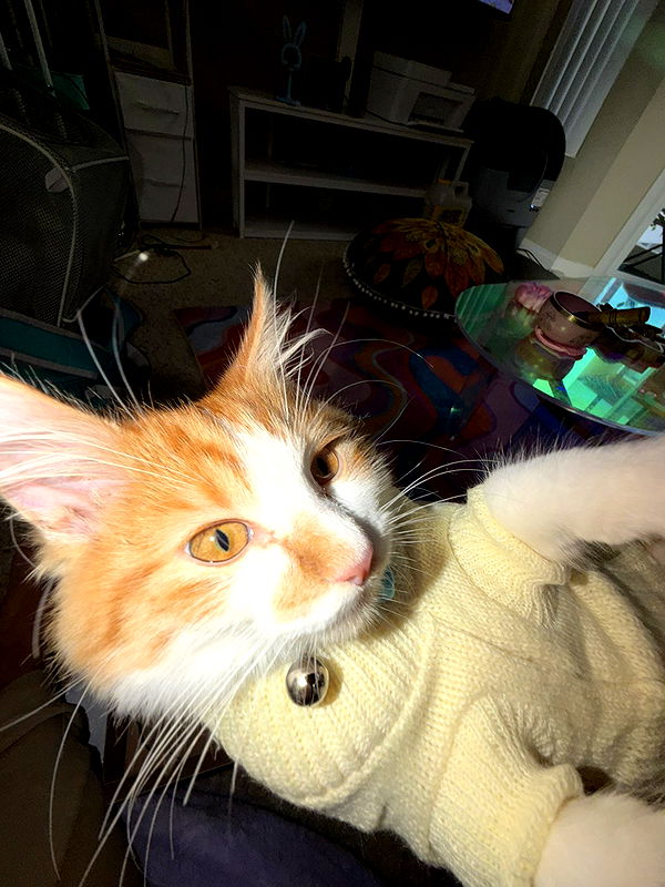 mbeeco image ~ Altpins