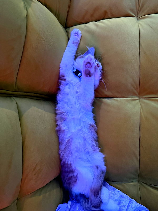 mbeeco image ~ Altpins