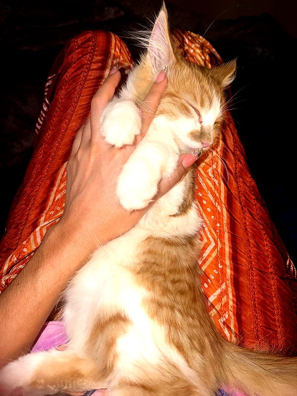 mbeeco image ~ Altpins