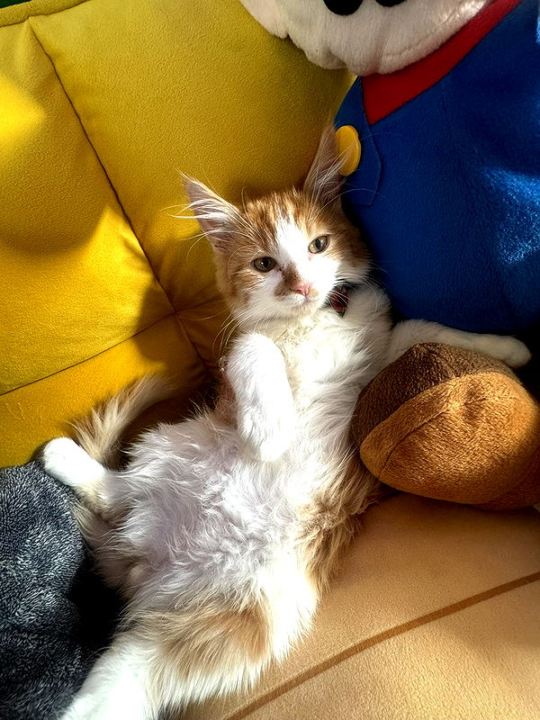 mbeeco image ~ Altpins