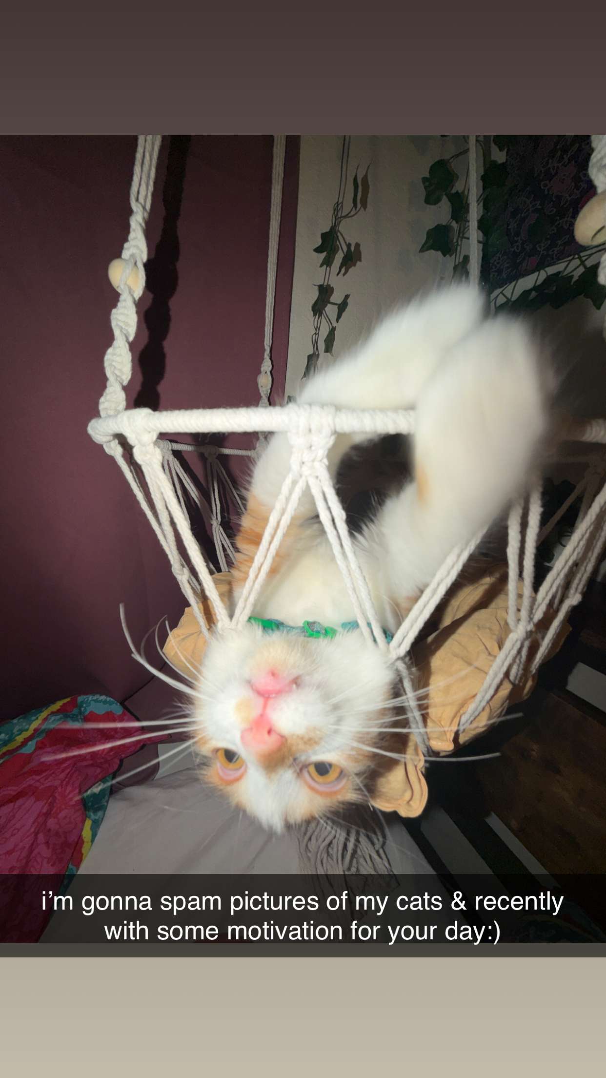 mbeeco snapchat image archive image