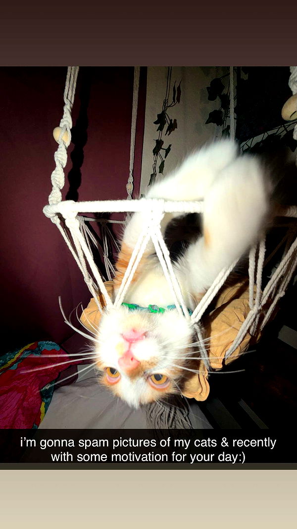 mbeeco image ~ Altpins