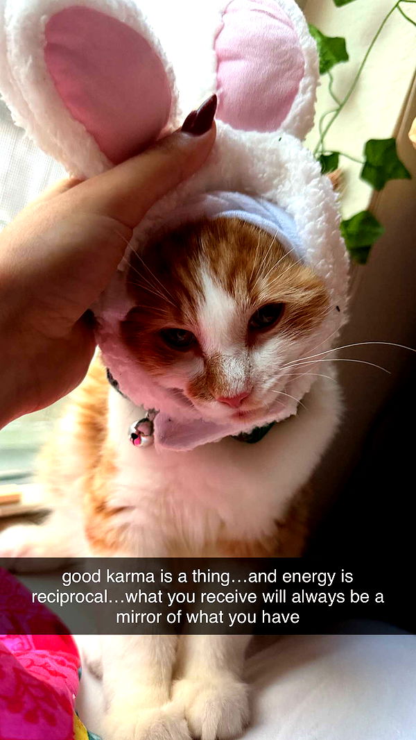 mbeeco image ~ Altpins