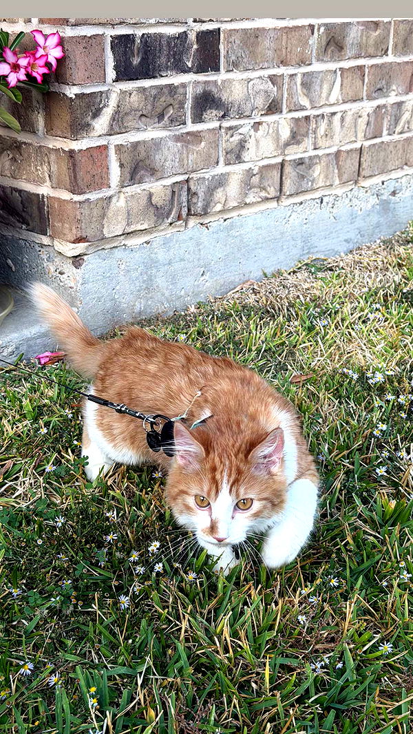 mbeeco image ~ Altpins